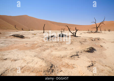 Tote Bäume auf einer trockenen Lehm schwenken vor roten Dünen, Deadvlei, Sossusvlei, Namib-Wüste Namib Naukluft Park, Namibia Stockfoto