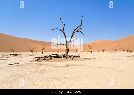 Tote Bäume auf trockenen Lehm schwenken vor rote Dünenlandschaft, Deadvlei, Sossusvlei, Namib-Wüste Namib Naukluft Park, Namibia Stockfoto