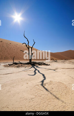 Tote Bäume auf dem ausgetrockneten Ton schwenken vor roten Dünen, Deadvlei, Sossusvlei, Namib-Wüste Namib Naukluft Park, Namibia Stockfoto