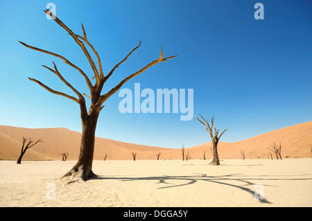 Tote Bäume auf trockenen Lehm schwenken vor roten Dünen, Deadvlei, Sossusvlei, Namib-Naukluft-Park, Namib-Wüste, Namibia Stockfoto
