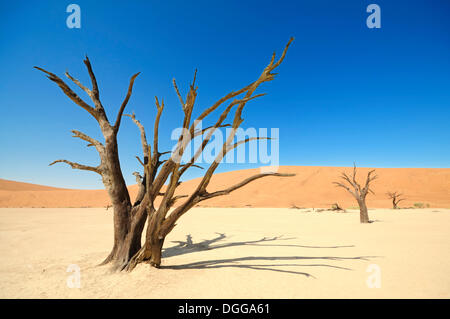 Tote Bäume auf trockenen Lehm schwenken vor roten Dünen, Deadvlei, Sossusvlei, Namib-Naukluft-Park, Namib-Wüste, Namibia Stockfoto