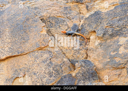 Namibische Rock Agama (Agama Planiceps) Tsisabschlucht Schlucht, Brandberg, Damaraland, Namibia, Afrika Stockfoto