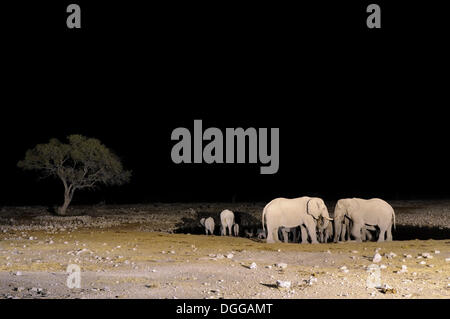 Afrikanische Elefanten (Loxodonta Africana), nachts beleuchteten Wasserloch von Okaukuejo, Okaukuejo, Etosha-Nationalpark, Outjo Stockfoto