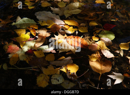 Herbstlaub auf dem Wasser Stockfoto
