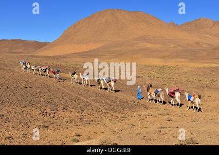 Tuareg Männer, Kamel Karawane, Sahara, Atakor, Hoggar Gebirge, Provinz Tamanrasset, Algerien Stockfoto