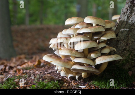 Pilze wachsen auf einem Baum in einem Wald Stockfoto