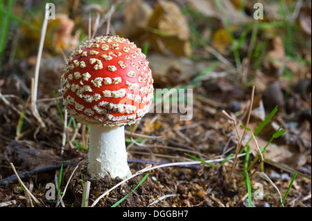 Eine Amanita Muscaria wächst in einem Wald im Herbst Stockfoto