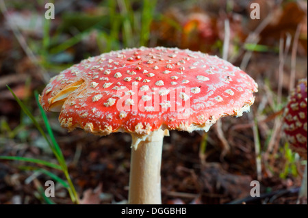 Die Spitze der Amanita Muscaria Pilze wachsen in einem Wald im Herbst Stockfoto