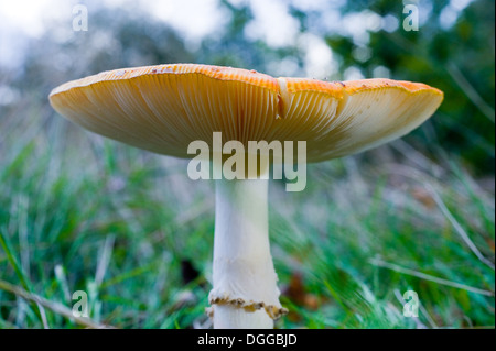 Die Spitze eines Pilzes in den Rasen im Herbst Stockfoto