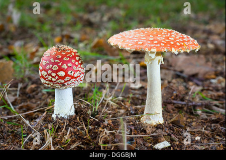 Zwei Amanita Muscaria Pilze wachsen in einem Wald im Herbst Stockfoto