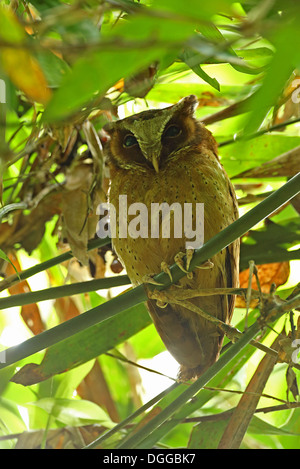White-fronted Zwergohreule-Eule (Otus Sagittatus) Erwachsenen, Schlafplatz in Bambus, Kaeng Krachan N.P., Thailand, Mai Stockfoto