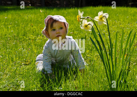 Mädchen, neun Monaten beobachten Narzisse Blumen auf einer grünen Wiese, Dresden Stockfoto