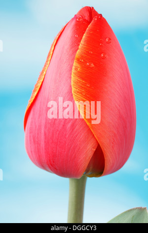 Tulipa 'Ad Rem' Tulip Darwin Hybrid Gruppe April Stockfoto