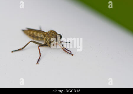 Pferdebremse (Brunst SP.), Dresden, Sachsen Stockfoto