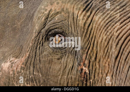 Auge eines asiatischen oder asiatischen Elefanten (Elephas Maximus) in Kaziranga Nationalpark, Assam, Indien, Asien Stockfoto