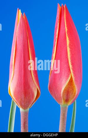 Tulipa Clusiana var. Chrysantha "Tubergen Juwel" Lady Tulip Diverses Tulpe April Stockfoto