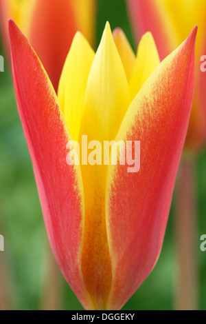 Tulipa Clusiana var. Chrysantha "Tubergen Juwel" Lady Tulip Diverses Tulpe April Stockfoto