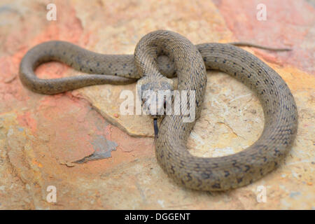 Iberische Ringelnatter (Natrix Natrix Astreptophora), defensive Haltung, stechen seine Zunge auf Felsen, Portugal Stockfoto