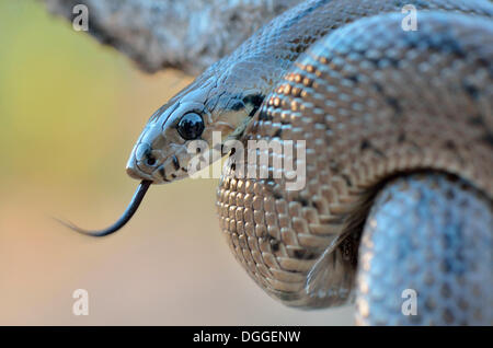 Leiter-Schlange (Rhinechis Scalaris), stechen seine Zunge, Vorkommen auf der iberischen Halbinsel, Algarve, Portugal Stockfoto