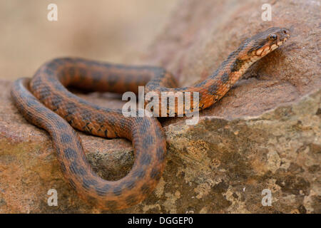 Viperine Wasser-Schlange oder viperine Schlange (Natrix Maura), sonnen sich auf Felsen, vorkommen in Südwesteuropa, Algarve, Portugal Stockfoto