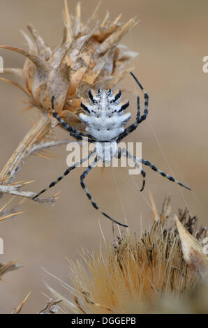 Orb Web Spider (Argiope Lobata), erwachsenes Weibchen, Westalgarve, Algarve, Portugal Stockfoto