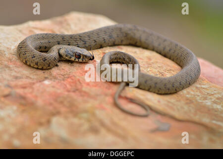 Iberische Ringelnatter (Natrix Natrix Astreptophora), stechen seine Zunge, sonnen sich auf Rock, Algarve, Portugal Stockfoto