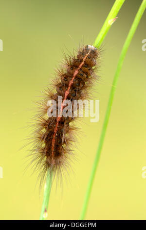 Weiße Hermelin (Spilosoma Lubricipeda), Falter Raupe auf einem Grashalm, Bornholm, Dänemark Stockfoto