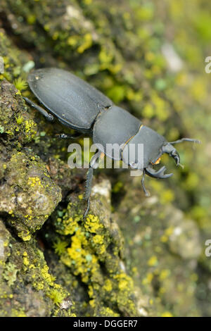 Geringerem Hirschkäfer (Dorcus Parallelipipedus), Männlich, Valle Verzasca, Kanton Tessin, Schweiz Stockfoto