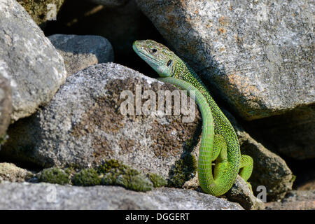 Western-grüne Eidechse (Lacerta Bilineata), Männchen, sonnen sich auf einem Felsen, Lavertezzo, Valle Verzasca, Kanton Tessin, Schweiz Stockfoto