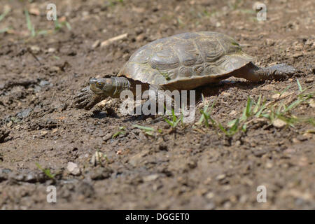 Spanische Sumpfschildkröte (Mauremys Leprosa), Erwachsener, Algarve, Portugal Stockfoto