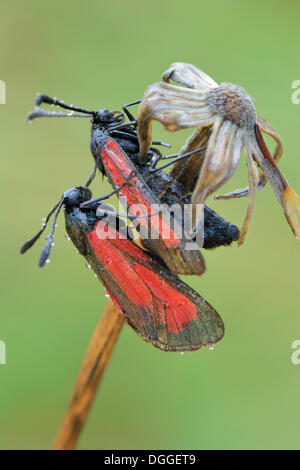 Transparente Burnets (Zygaena Purpuralis) festhalten an einem Stiel, Valle Verzasca, Kanton Tessin, Schweiz Stockfoto