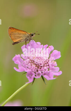 Essex Skipper oder europäischen Skipper (Thymelicus kleine) am Blütenstand einer Taube Nadelkissen Blume (Scabiosa Kolumbarien) Stockfoto