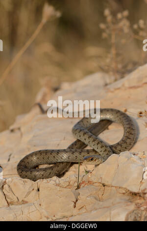 Semi-adult Kaspischen Peitsche Schlange (Hierophis Caspius) sonnen sich auf einem Felsen vor Trockenrasen, Kaş, Lykien, Provinz Antalya Stockfoto