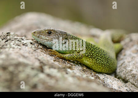 Western-grüne Eidechse (Lacerta Bilineata), Männchen, sonnen sich auf einem Felsen, Lavertezzo, Valle Verzasca, Kanton Tessin, Schweiz Stockfoto