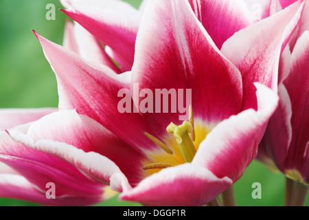 Tulipa 'Ballade' AGM Tulip Lily blühenden Gruppe April Stockfoto