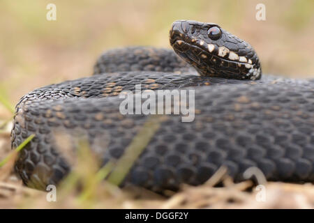 Gemeinsamen europäischen Addierer oder gemeinsamen europäischen Viper (Vipera Berus), Männlich, liegend zusammengerollt in Trockenrasen, Venn, Overijssel Stockfoto