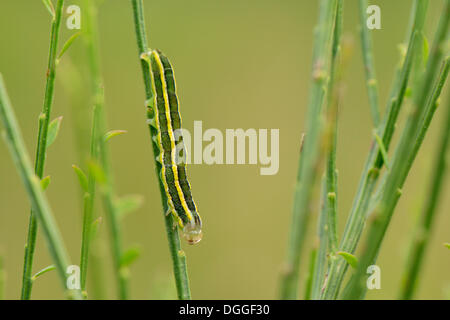 Caterpillar ein Broom Moth (Ceramica Pisi) sitzt auf dem Kopf stehend auf einem Besen Zweig, Valle Verzasca, Kanton Tessin, Schweiz Stockfoto