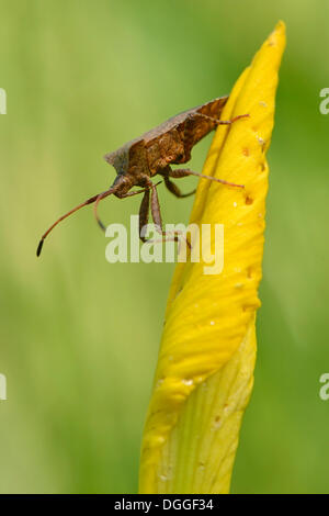 Dock-Bug (Coreus Marginatus), thront auf dem Blatt ein gelbes Wasser Iris, North Rhine-Westphalia, Deutschland Stockfoto