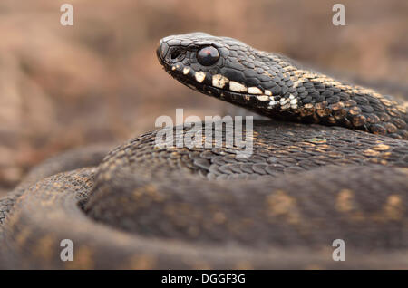 Gemeinsamen europäischen Addierer oder gemeinsamen europäischen Viper (Vipera Berus), Männlich, Overijssel, Niederlande Stockfoto