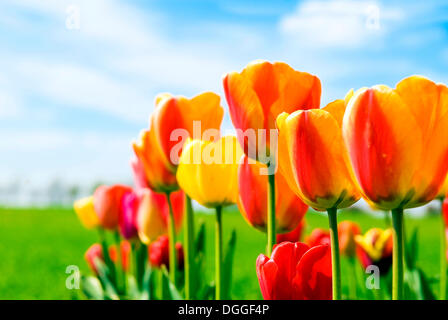 Tulpenfeld (Tulipa) in rot und gelb Stockfoto