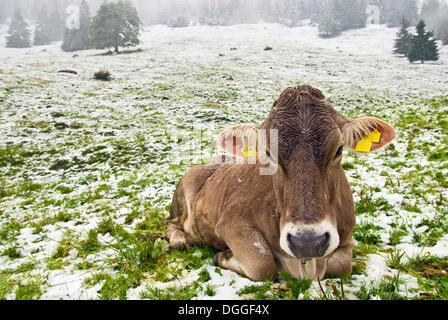 Kuh auf einem verschneiten Weide, Oberstdorf, Bayern Stockfoto