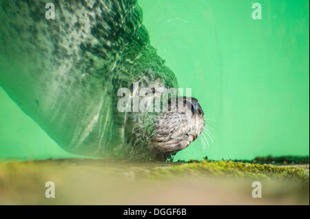 Dichtung (Phoca Vitulina) schlafend im grünen Wasser, Den Helder, Nordholland, Niederlande, Europa Stockfoto