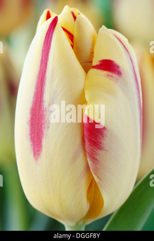 Tulipa "Helmar" Tulip Triumph Gruppe April Stockfoto