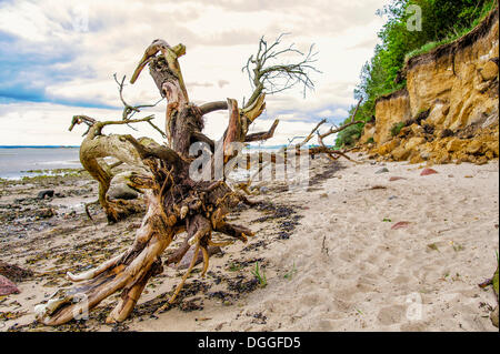 Toter Baum auf der Insel Strand Poel, Mecklenburg-Vorpommern Stockfoto