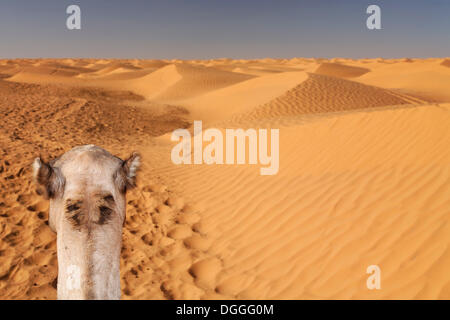 Leiter der ein Dromedar (Camelus Dromedarius) in der Sahara in der Nähe von Ksar Ghilane, Tunesien, Maghreb Region, Nordafrika, Afrika Stockfoto