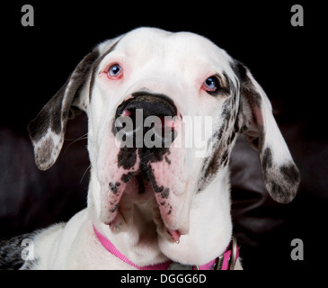 Nahaufnahme Studioportrait von Dogge Stockfoto