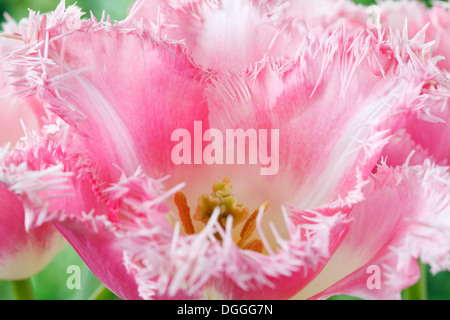 Tulipa 'Rosa Fountain' Tulip gesäumt Gruppe April Stockfoto