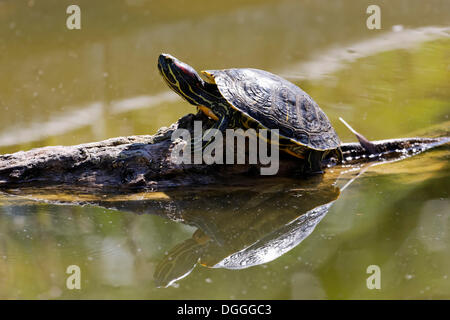 Rot-eared Slider Schildkröte (Pseudemys Scripta Elegans), Tiergarten Schoenbrunn, Zoo-Wien, Wien, Österreich, Europa Stockfoto