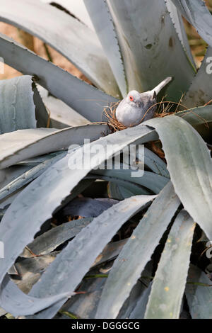 Diamond Dove (Geopelia Cuneata) in einem Nest, Wien, Österreich, Europa Stockfoto