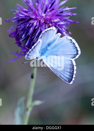 Ein Chalkhill Blue Butterfly (Lysandra Coridon) Nektare auf einer Distel-Kopf Stockfoto